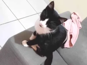 Gato raça SRD-ViraLata idade 2 a 6 meses nome Josefa 