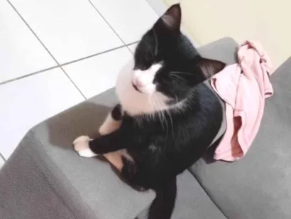 Gato raça SRD-ViraLata idade 2 a 6 meses nome Josefa 