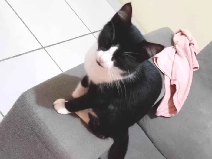 Gato ra a SRD-ViraLata idade 2 a 6 meses nome Josefa 