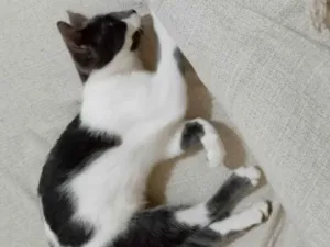 Gato raça SRD-ViraLata idade 2 a 6 meses nome Sem nome 