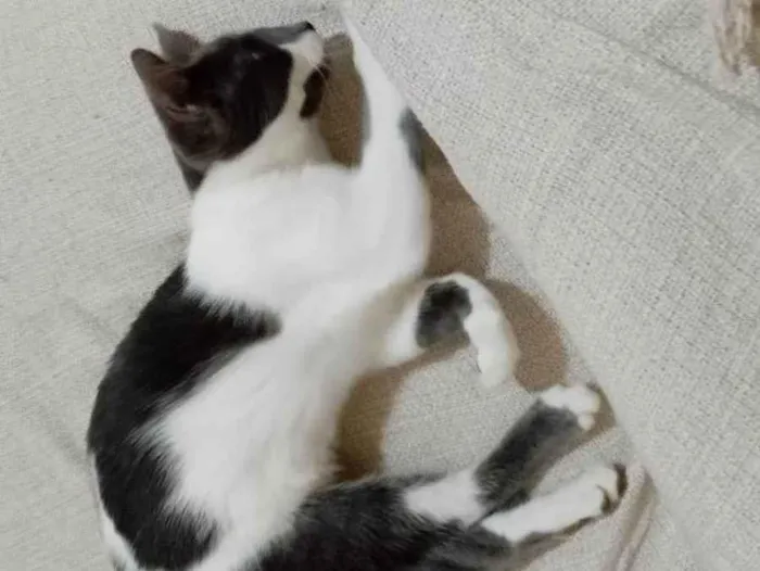 Gato ra a SRD-ViraLata idade 2 a 6 meses nome Sem nome 