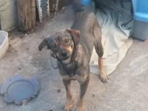 Cachorro raça SRD-ViraLata idade 1 ano nome Alexa