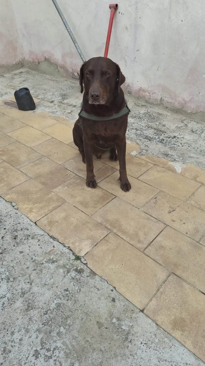 Cachorro ra a Labrador idade 6 ou mais anos nome Chocolate 