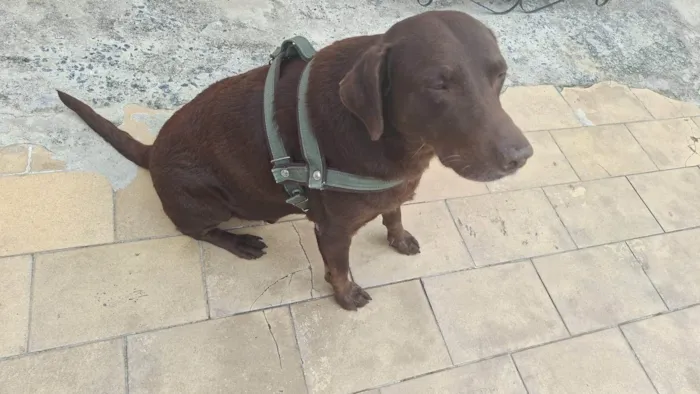 Cachorro ra a Labrador idade 6 ou mais anos nome Chocolate 