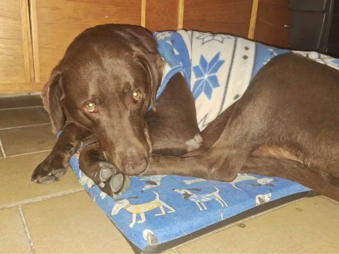 Cachorro ra a Labrador idade 6 ou mais anos nome Chocolate 