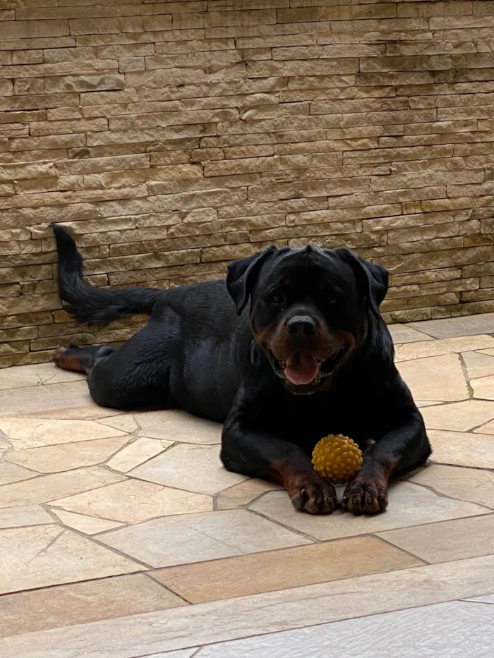 Cachorro ra a Rottweiler idade 6 ou mais anos nome Thor