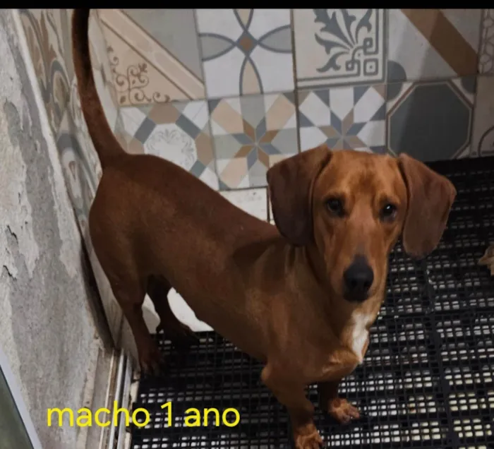 Cachorro ra a Basset-Cofap idade 1 ano nome Bob