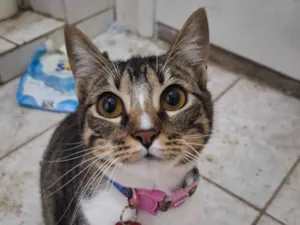 Gato raça SRD-ViraLata idade 2 a 6 meses nome Kasumi