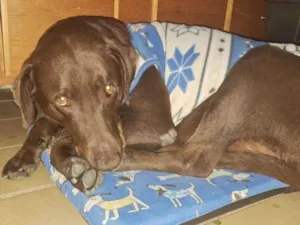 Cachorro raça Labrador idade 6 ou mais anos nome Chocolate 