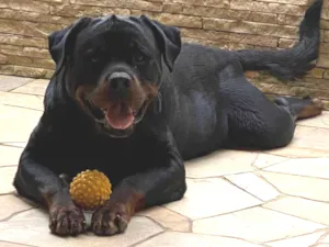 Cachorro raça Rottweiler idade 6 ou mais anos nome Thor