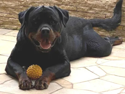 Cachorro raça Rottweiler idade 6 ou mais anos nome Thor