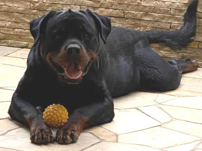 Cachorro ra a Rottweiler idade 6 ou mais anos nome Thor