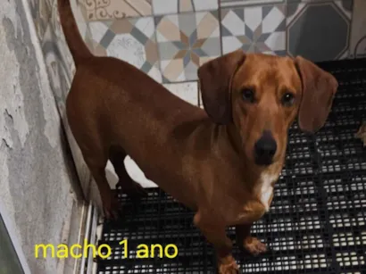 Cachorro raça Basset-Cofap idade 1 ano nome Bob