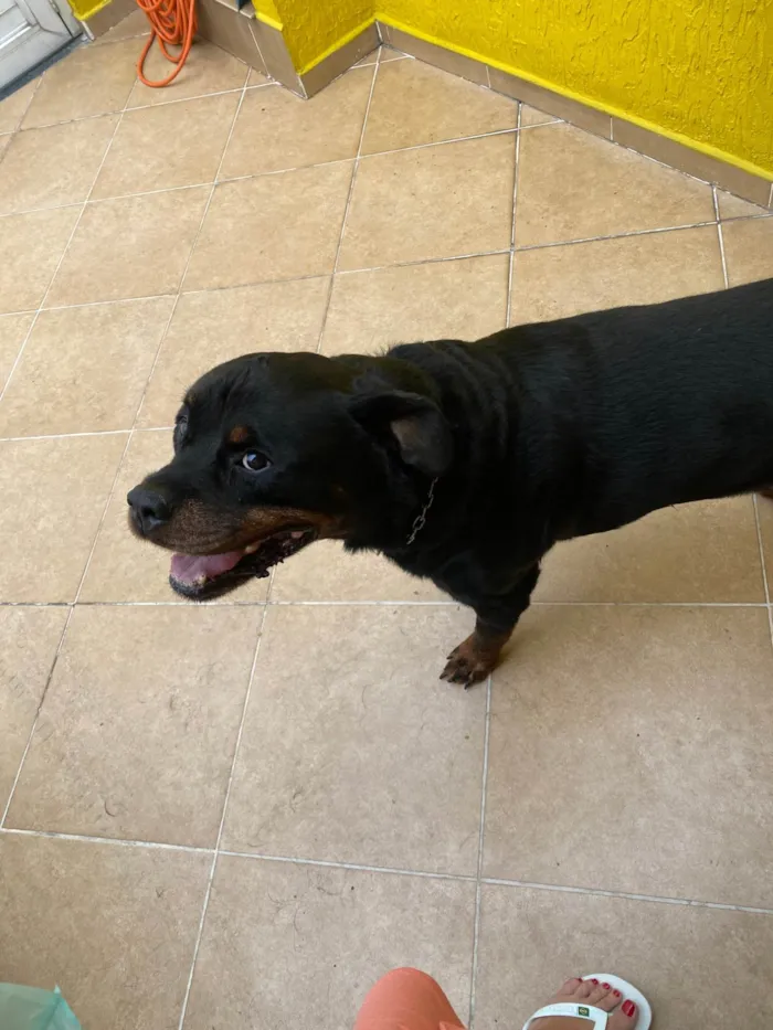 Cachorro ra a Rottweiler idade 6 ou mais anos nome Thor
