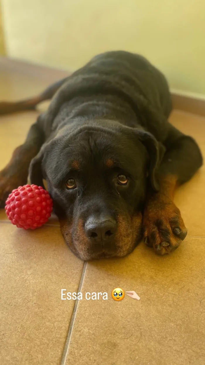 Cachorro ra a Rottweiler idade 6 ou mais anos nome Thor