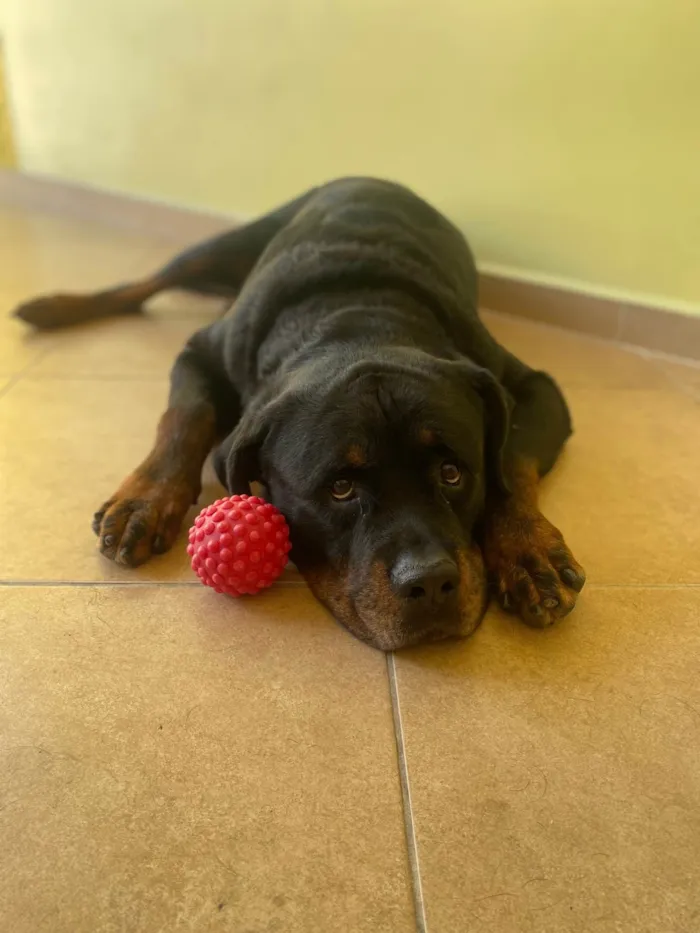 Cachorro ra a Rottweiler idade 6 ou mais anos nome Thor