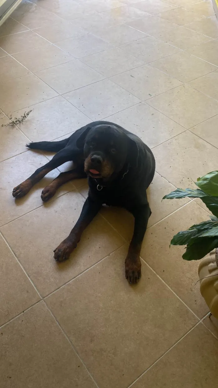 Cachorro ra a Rottweiler idade 6 ou mais anos nome Thor