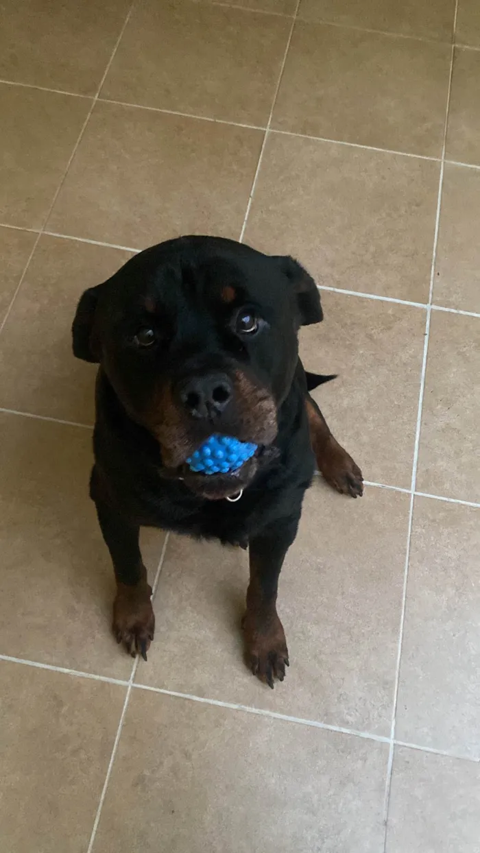 Cachorro ra a Rottweiler idade 6 ou mais anos nome Thor