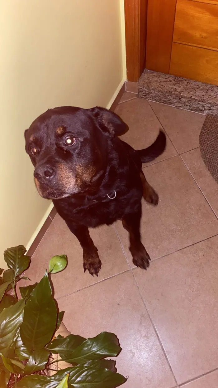 Cachorro ra a Rottweiler idade 6 ou mais anos nome Thor