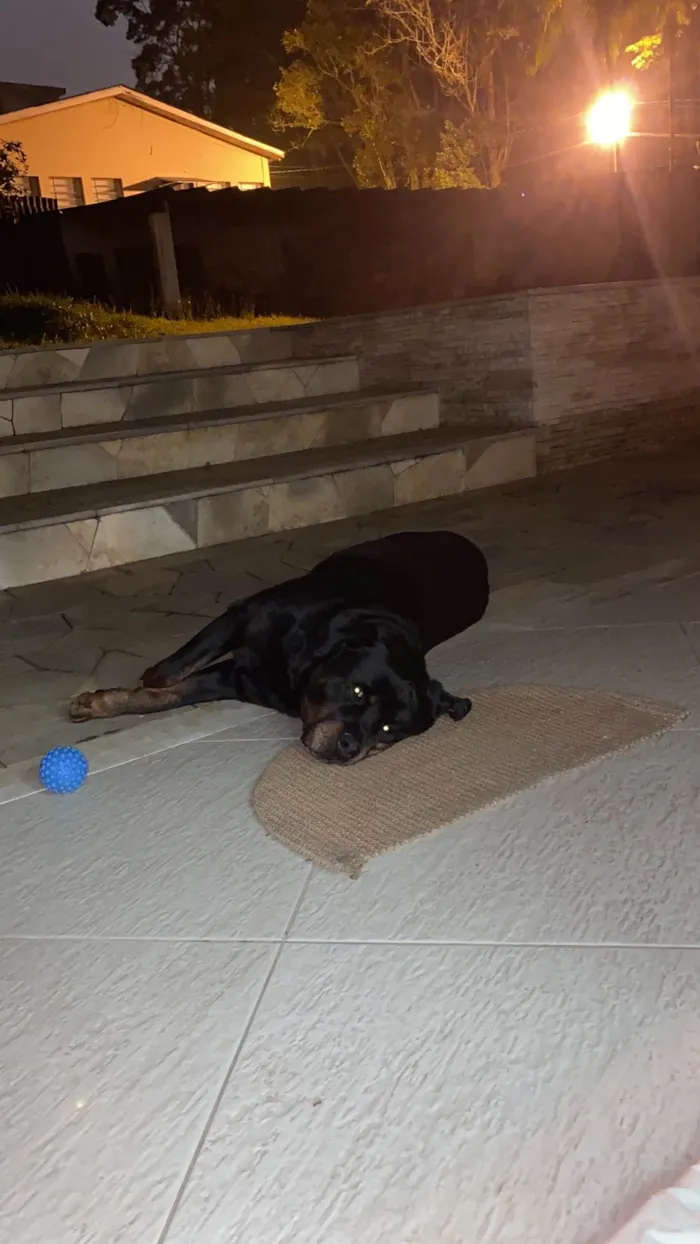 Cachorro ra a Rottweiler idade 6 ou mais anos nome Thor