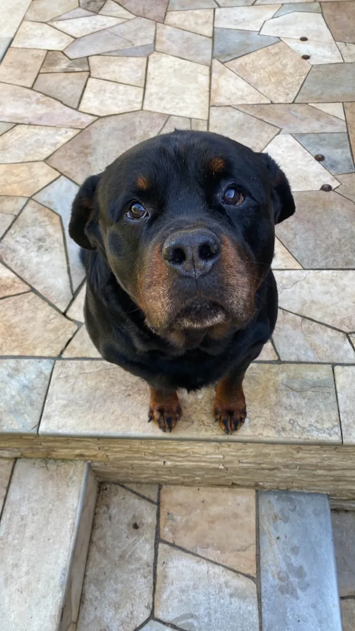 Cachorro ra a Rottweiler idade 6 ou mais anos nome Thor