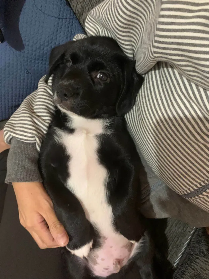Cachorro ra a SRD-ViraLata idade 2 a 6 meses nome Meia noite 