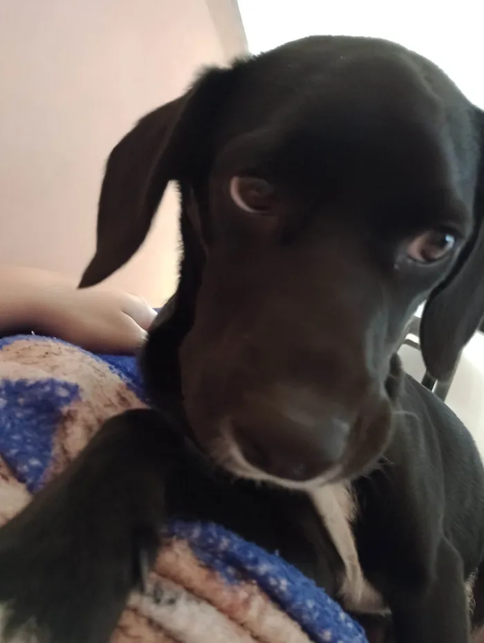 Cachorro ra a SRD-ViraLata idade 2 a 6 meses nome Meia noite 