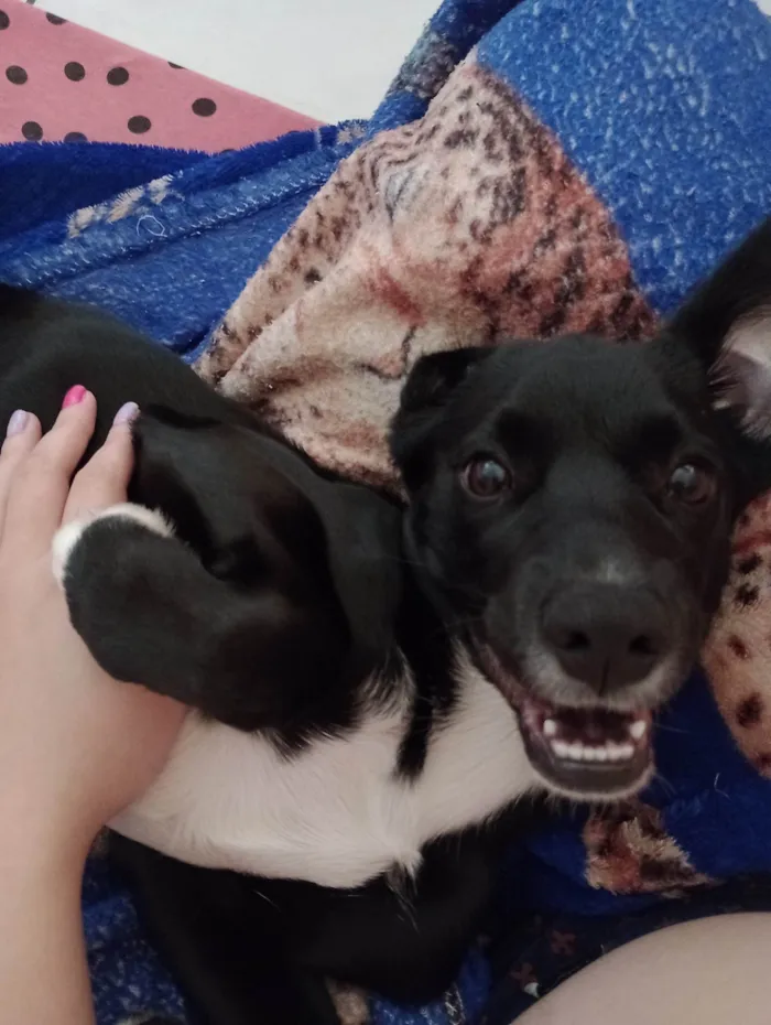 Cachorro ra a SRD-ViraLata idade 2 a 6 meses nome Meia noite 