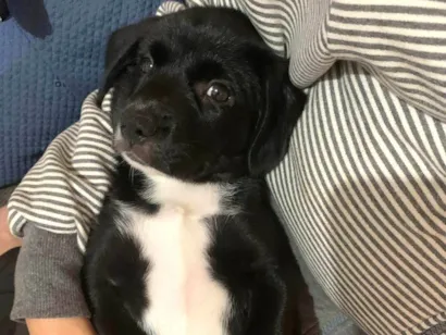 Cachorro raça SRD-ViraLata idade 2 a 6 meses nome Meia noite 