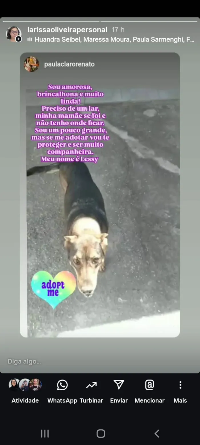 Cachorro ra a Pastor Alemão idade 6 ou mais anos nome Lessy