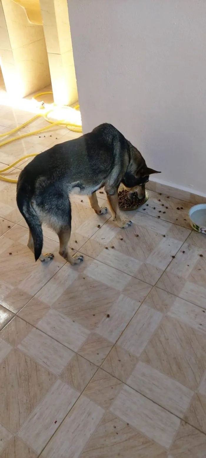 Cachorro ra a Pastor Alemão idade 6 ou mais anos nome Lessy