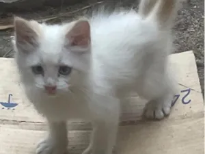 Gato raça SRD-ViraLata idade 2 a 6 meses nome Pequeno príncipe 