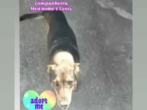 Cachorro raça Pastor Alemão idade 6 ou mais anos nome Lessy