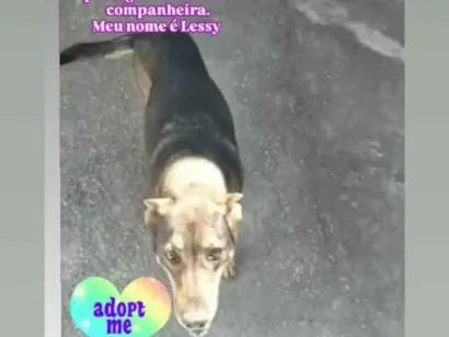 Cachorro raça Pastor Alemão idade 6 ou mais anos nome Lessy