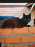 Ainda não dei nome ao gatinho pq não quero me apegar