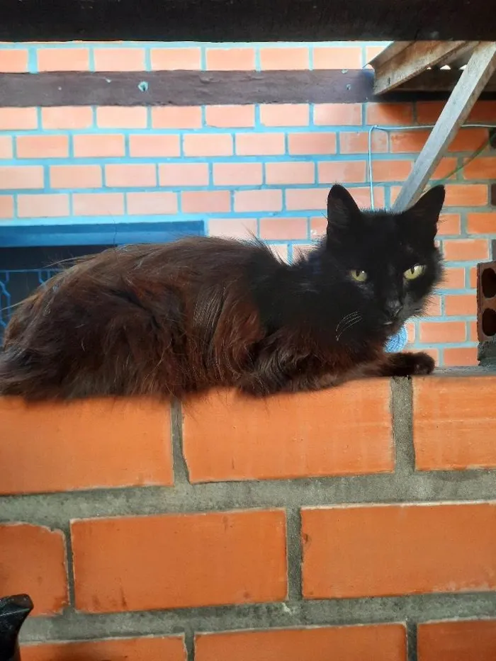 Gato ra a SRD-ViraLata idade 6 ou mais anos nome Ainda não dei nome ao gatinho pq não quero me apegar