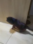 Ainda não dei nome ao gatinho pq não quero me apegar