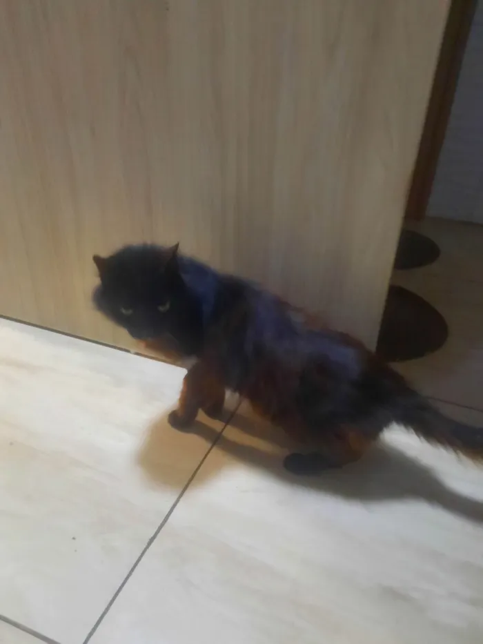 Gato ra a SRD-ViraLata idade 6 ou mais anos nome Ainda não dei nome ao gatinho pq não quero me apegar