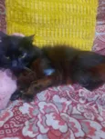 Ainda não dei nome ao gatinho pq não quero me apegar