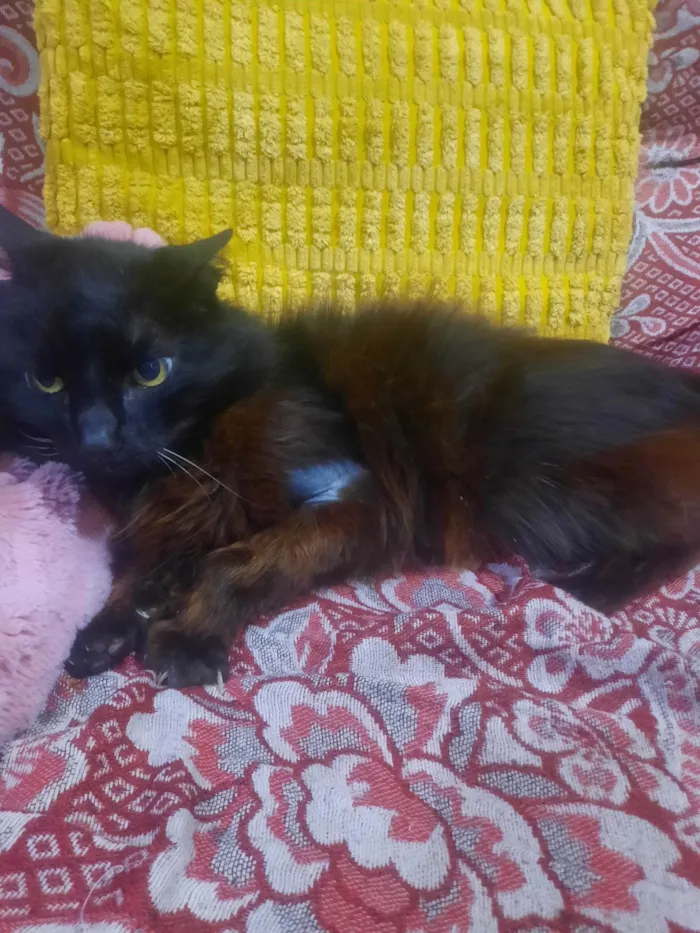 Gato ra a SRD-ViraLata idade 6 ou mais anos nome Ainda não dei nome ao gatinho pq não quero me apegar