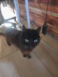 Ainda não dei nome ao gatinho pq não quero me apegar