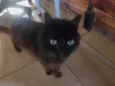 Ainda não dei nome ao gatinho pq não quero me apegar