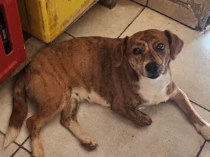 Cachorro raça SRD-ViraLata idade 4 anos nome Neném 