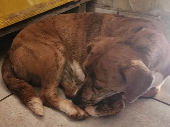 Cachorro ra a SRD-ViraLata idade 4 anos nome Neném 
