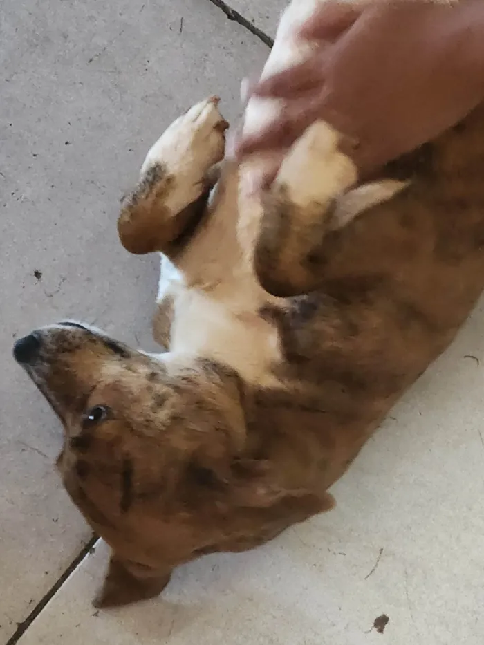 Cachorro ra a SRD-ViraLata idade 4 anos nome Neném 