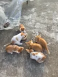 Gatos amarelos/brancos filhotes