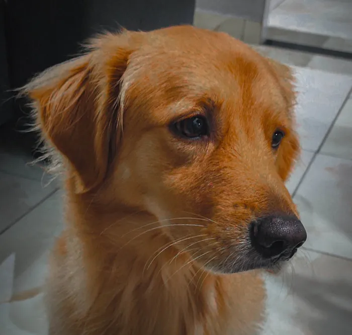 Cachorro ra a SRD-ViraLata idade 1 ano nome Simba