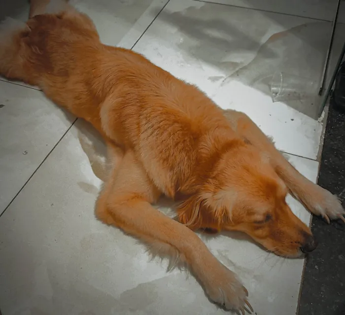 Cachorro ra a SRD-ViraLata idade 1 ano nome Simba