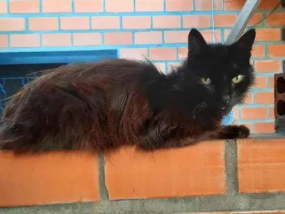 Gato raça SRD-ViraLata idade 6 ou mais anos nome Ainda não dei nome ao gatinho pq não quero me apegar
