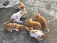 Gatos amarelos/brancos filhotes